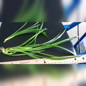 2 baby spider plants
